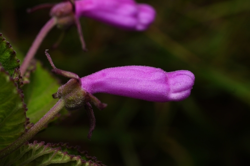 Centropogon