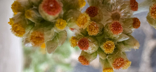 Pseudognaphalium luteoalbum (Jersey Cudweed)