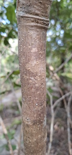 Notelaea longifolia (Large Mock-olive) (alternate view 3)