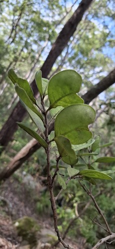 Notelaea longifolia (Large Mock-olive) (alternate view 2)