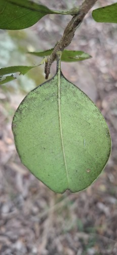 Notelaea longifolia (Large Mock-olive)