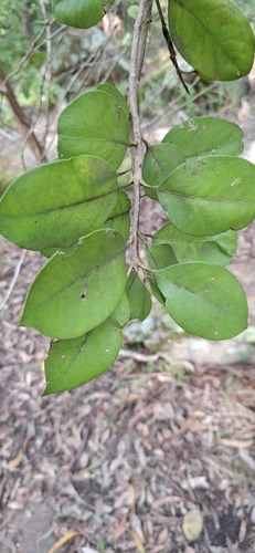 Notelaea longifolia (Large Mock-olive) (alternate view 4)