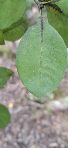Notelaea longifolia (Large Mock-olive) (alternate view 5)