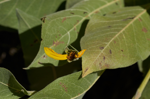 Wyethia mollis (woolly mule's ears) (alternate view 2)