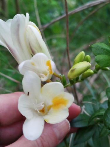 Freesia leichtlinii (Dune Kammetjie)