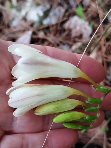 Freesia leichtlinii (Dune Kammetjie) (alternate view 3)