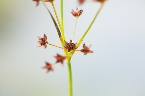 Juncus articulatus (jointed rush) (alternate view 3)