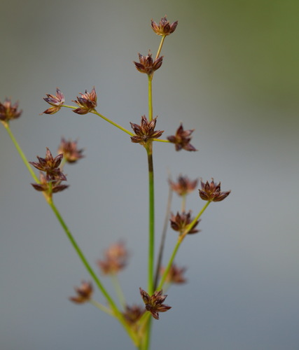 Juncus articulatus (jointed rush) (alternate view 4)