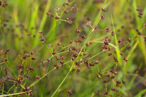 Juncus articulatus (jointed rush) (alternate view 5)