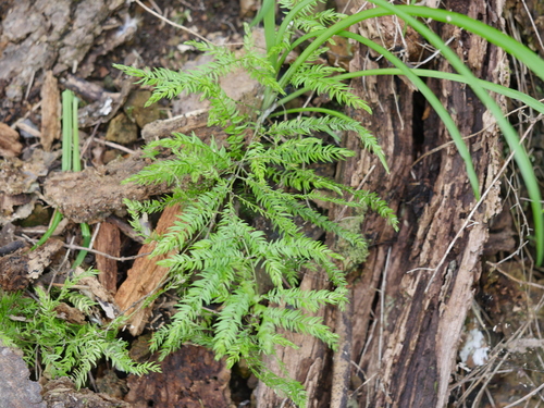 Asparagus scandens (Climbing asparagus) (alternate view 2)