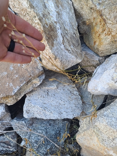 Teucrium (Woodsages) (alternate view 10)
