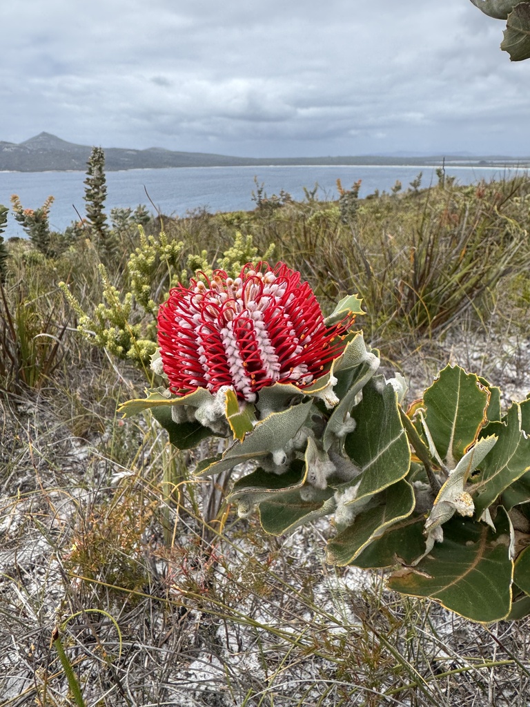 Banksia coccinea, Scarlet banksia — upright evergreen (Proteaceae) (image 9 of 10)