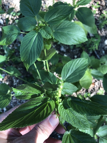 Acalypha persimilis (hornbeam copperleaf) (alternate view 6)