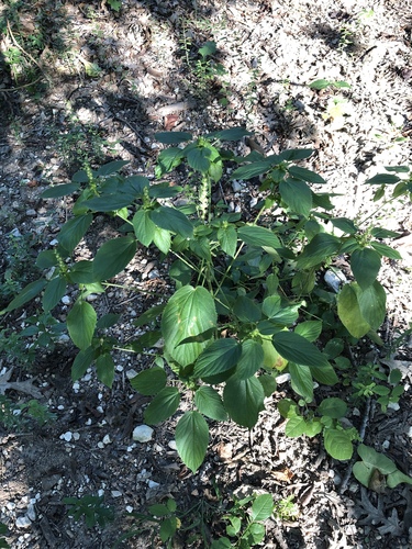 Acalypha persimilis (hornbeam copperleaf) (alternate view 7)