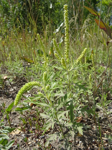 Ambrosia psilostachya (western ragweed)