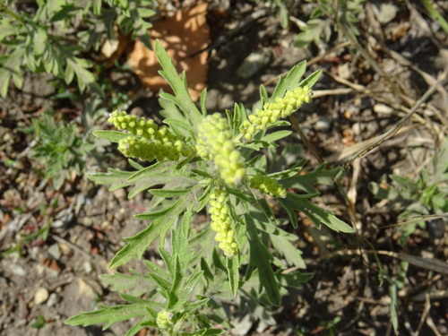 Ambrosia psilostachya (western ragweed)
