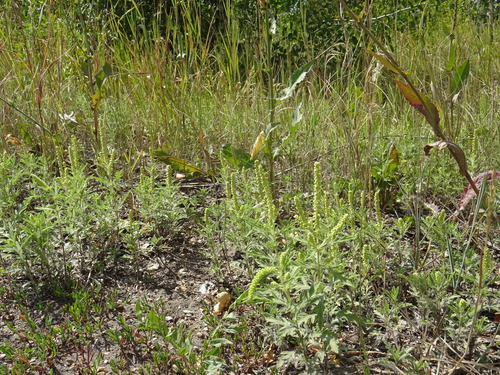 Ambrosia psilostachya (western ragweed)