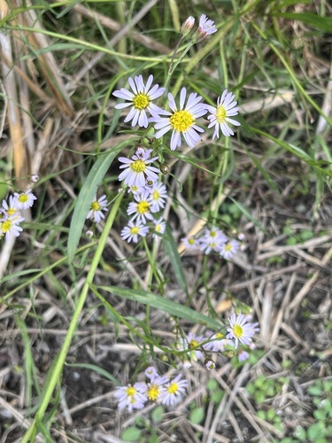 Tripolium pannonicum (Sea Aster)