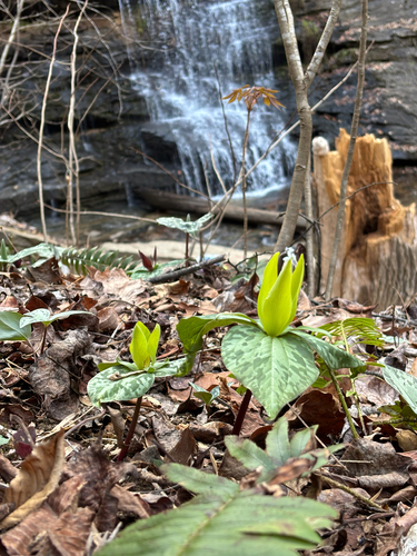 Trillium cuneatum (Little Sweet Betsy) (alternate view 2)