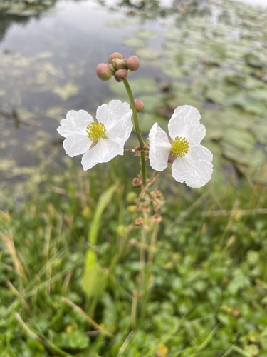Sagittaria lancifolia (lanceleaf arrowhead) (alternate view 2)