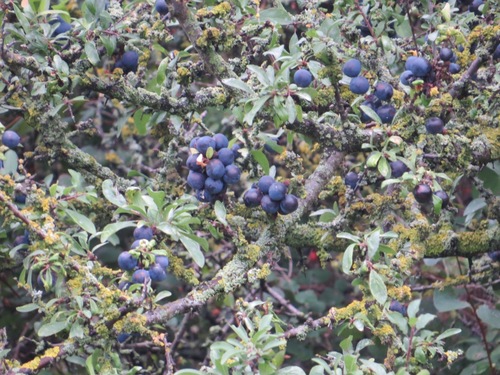 Prunus spinosa (Blackthorn)