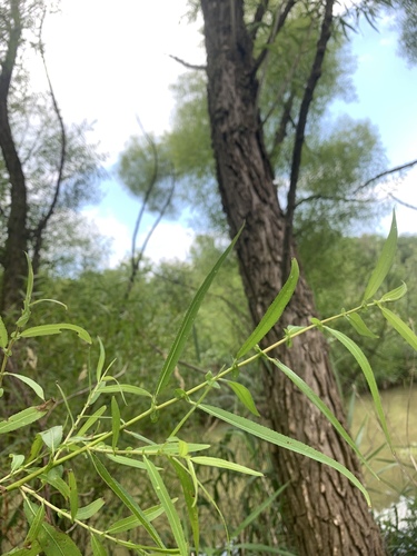 Salix nigra (black willow)