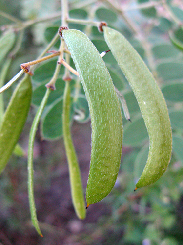 Senna lindheimeriana (Lindheimer's Senna)