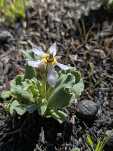 Primula clevelandii (Padre's Shooting Star) (alternate view 3)