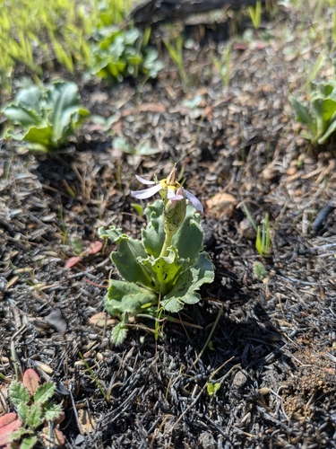 Primula clevelandii (Padre's Shooting Star) (alternate view 4)