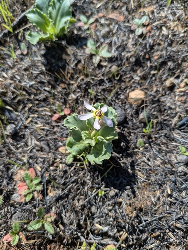 Primula clevelandii (Padre's Shooting Star) (alternate view 5)