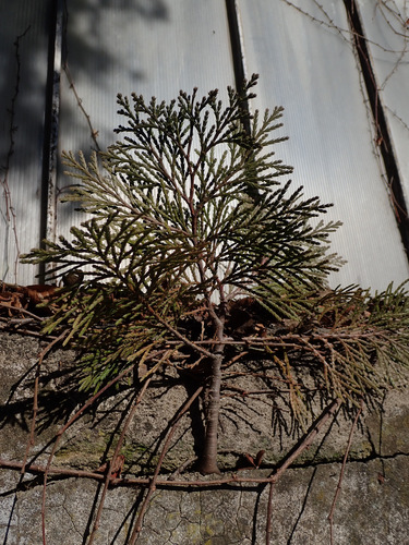 Calocedrus decurrens (incense cedar)