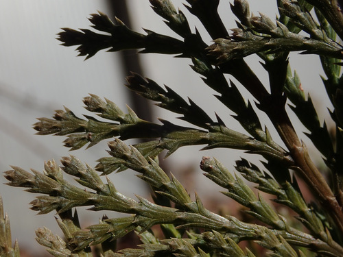 Calocedrus decurrens (incense cedar) (alternate view 5)