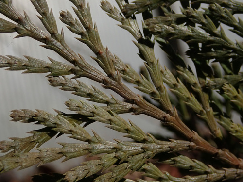 Calocedrus decurrens (incense cedar) (alternate view 4)