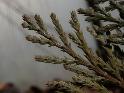 Calocedrus decurrens (incense cedar) (alternate view 3)