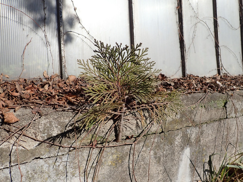 Calocedrus decurrens (incense cedar) (alternate view 2)
