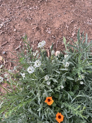 Lobularia maritima (sweet alyssum)