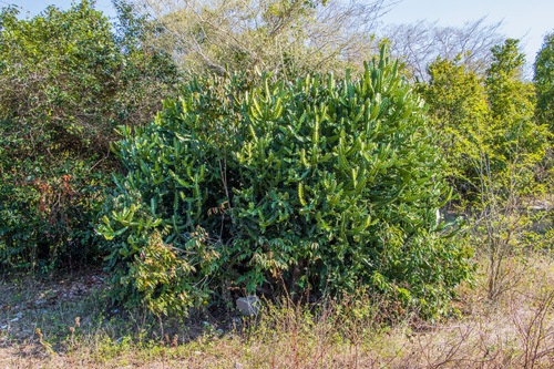 Euphorbia lactea (Dragon Bones)