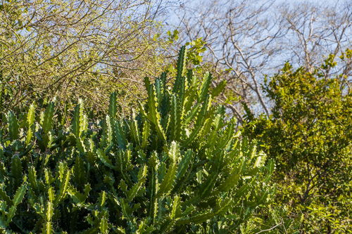 Euphorbia lactea (Dragon Bones)