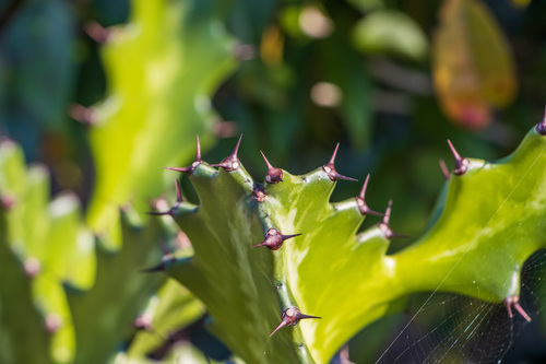 Euphorbia lactea (Dragon Bones)