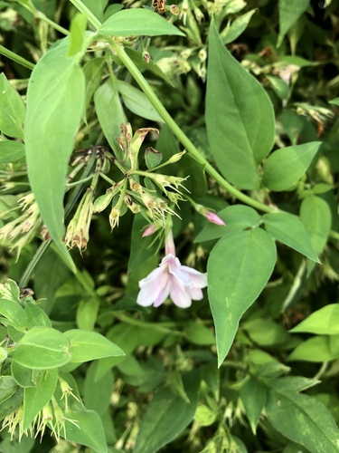 Jasminum stephanense (Pink Jasmine) (alternate view 2)