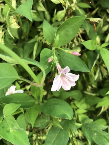 Jasminum stephanense (Pink Jasmine) (alternate view 3)