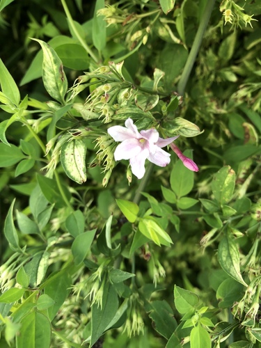 Jasminum stephanense (Pink Jasmine) (alternate view 4)
