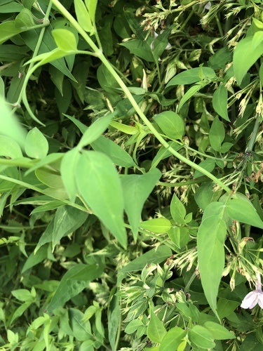 Jasminum stephanense (Pink Jasmine) (alternate view 5)