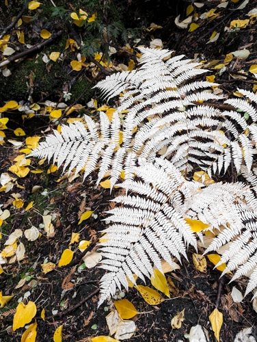 Athyrium filix-femina (lady fern)