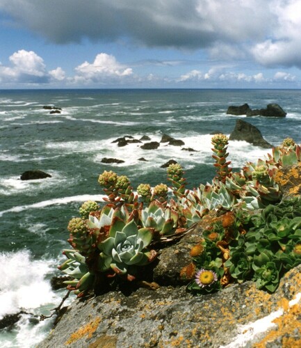 Dudleya farinosa (Bluff Lettuce)