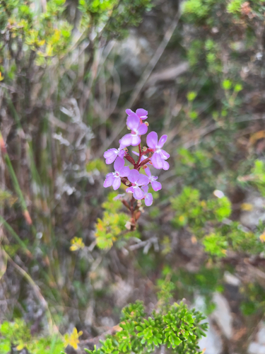 Stylidium graminifolium (Grass Triggerplant) (alternate view 6)