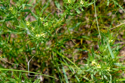 Lithospermum ruderale (western stoneseed)