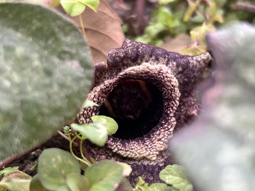 Asarum splendens (Chinese Wild Ginger) (alternate view 2)