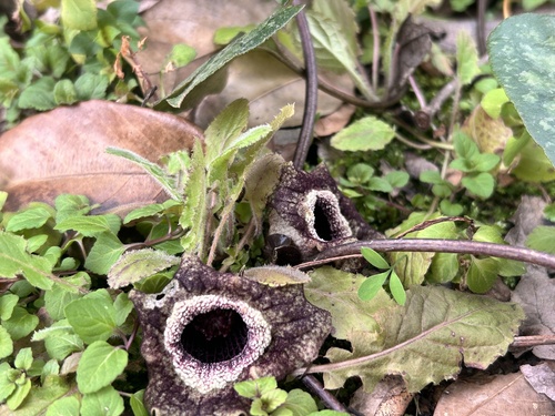 Asarum splendens (Chinese Wild Ginger) (alternate view 3)