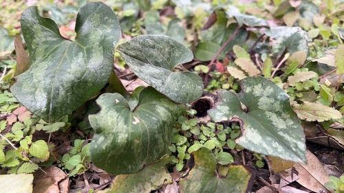 Asarum splendens (Chinese Wild Ginger) (alternate view 4)